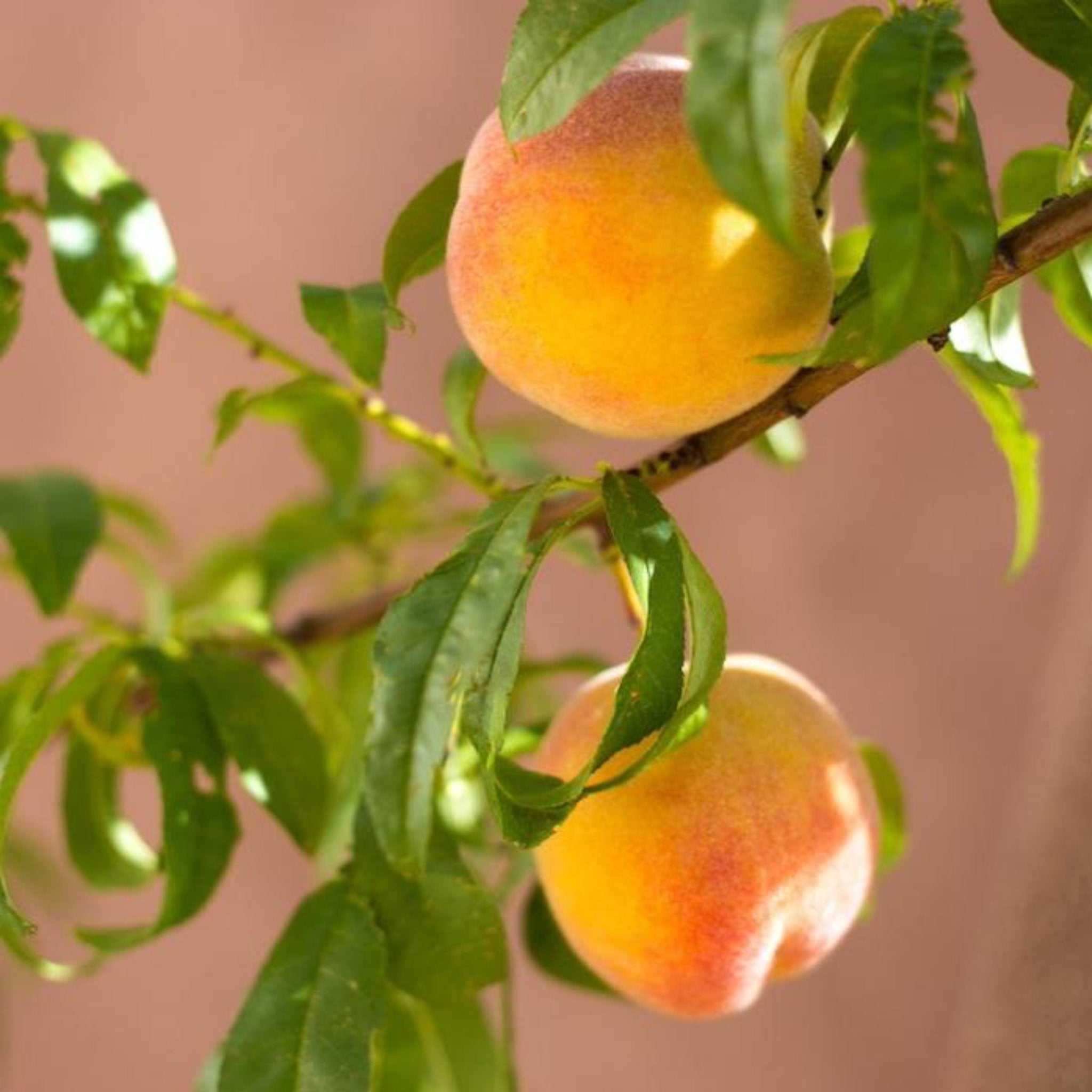 Fruit and Outdoor Plants