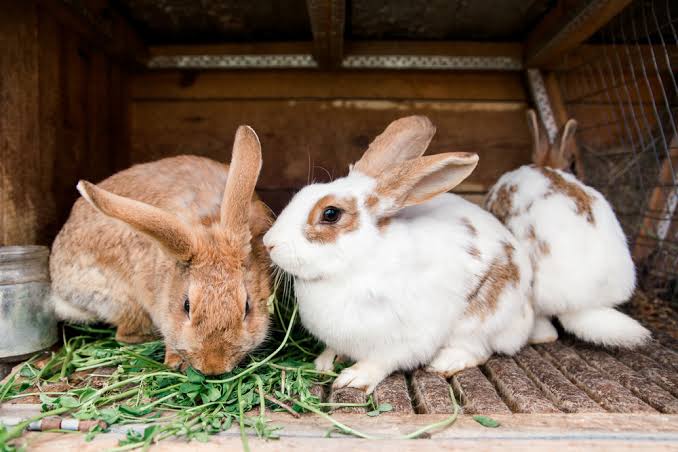 Organic Rabbit Manure Pellets
