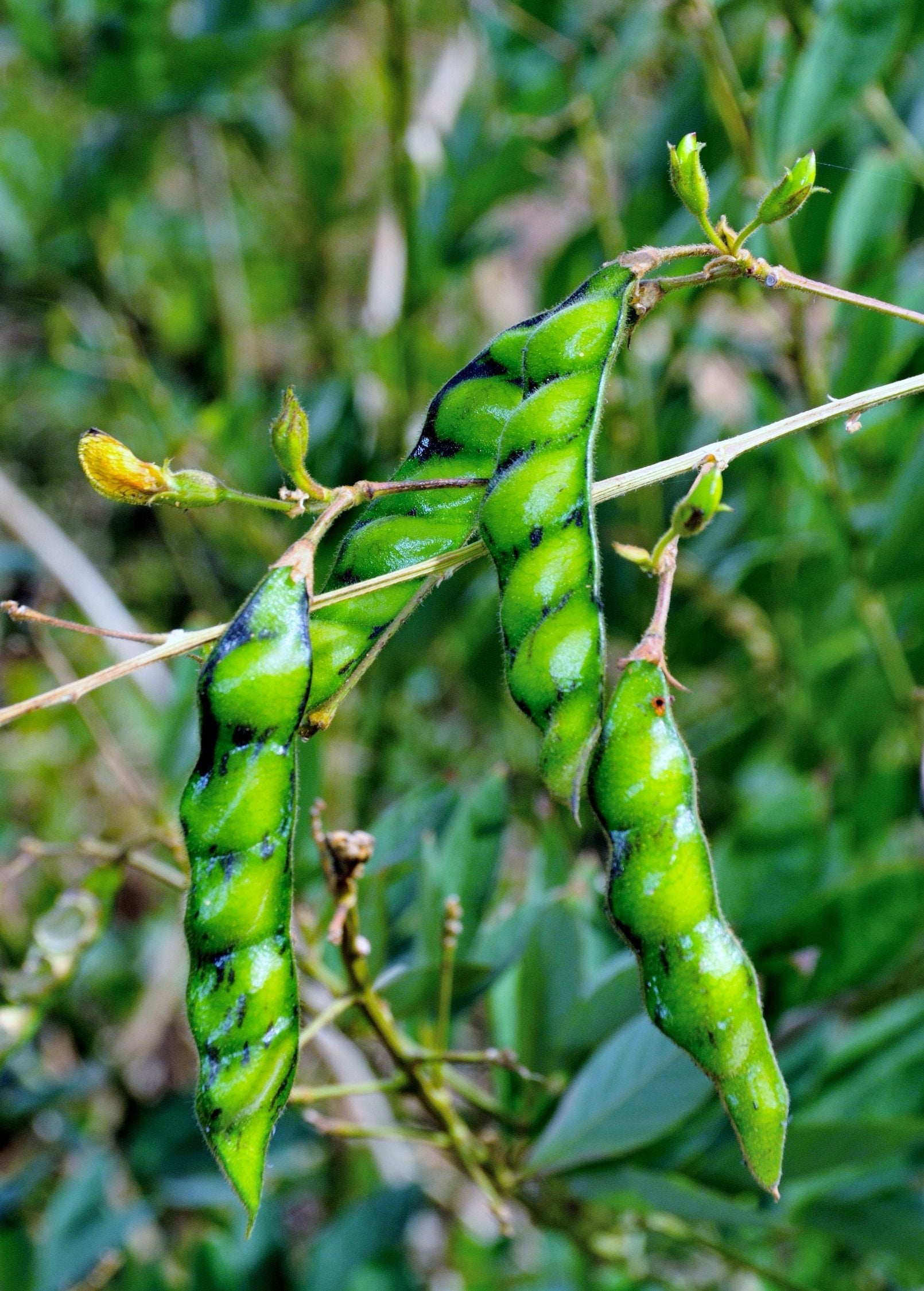 Pigeon Pea, Red (Cajanus cajan)