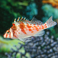 Falco Hawkfish (Cirrhitichthys Falco)