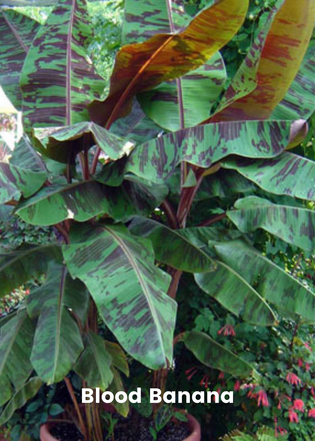 Banana Bundle: Siam Ruby, Blood Banana, Dwarf Cavendish & Red Abyssinian