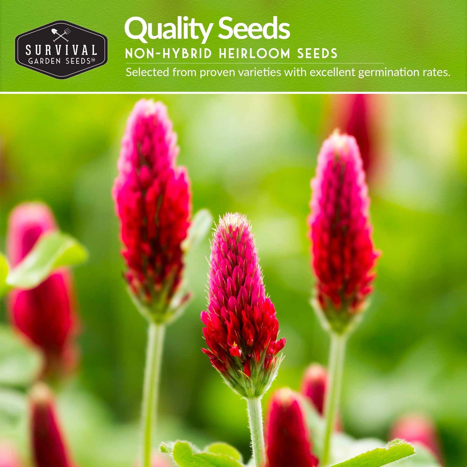 Clover Seed Collection – Dutch White Clover & Crimson Clover for Soil