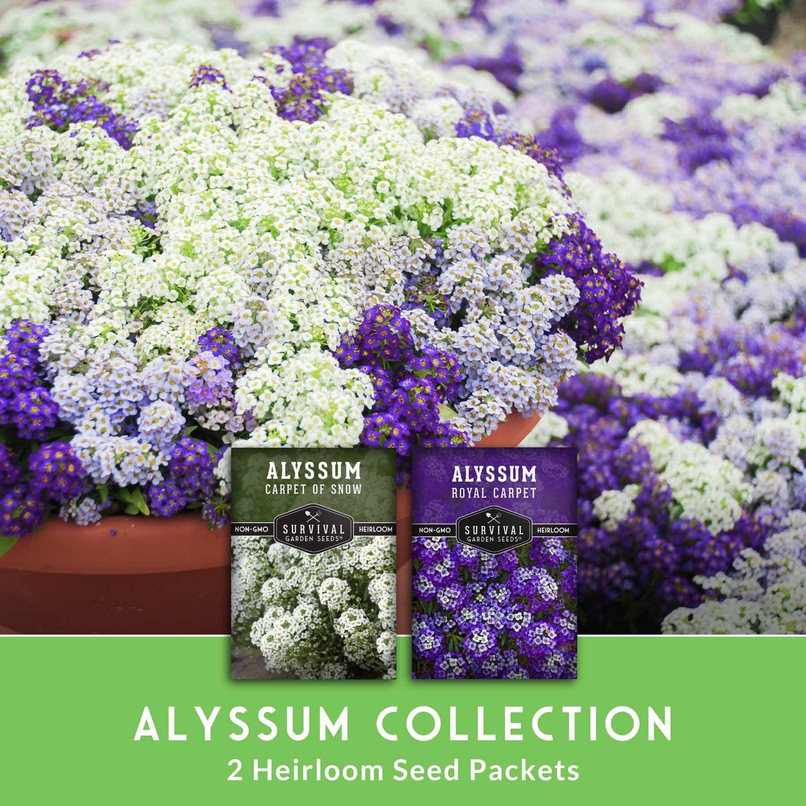 Alyssum Seed Collection – Royal Carpet & Carpet of Snow for Fragrant,