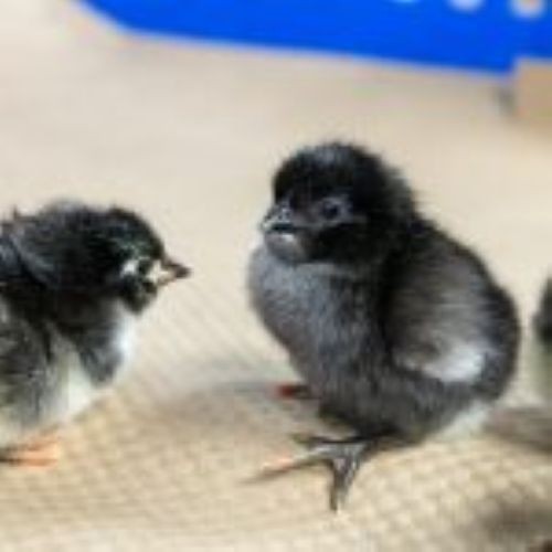 12 Black Jersey Giant Chick hatching eggs