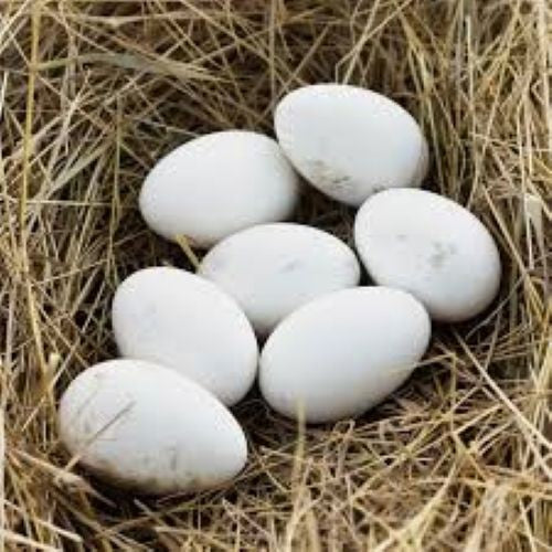 6 Jumbo Pekin Hatching Duck Eggs