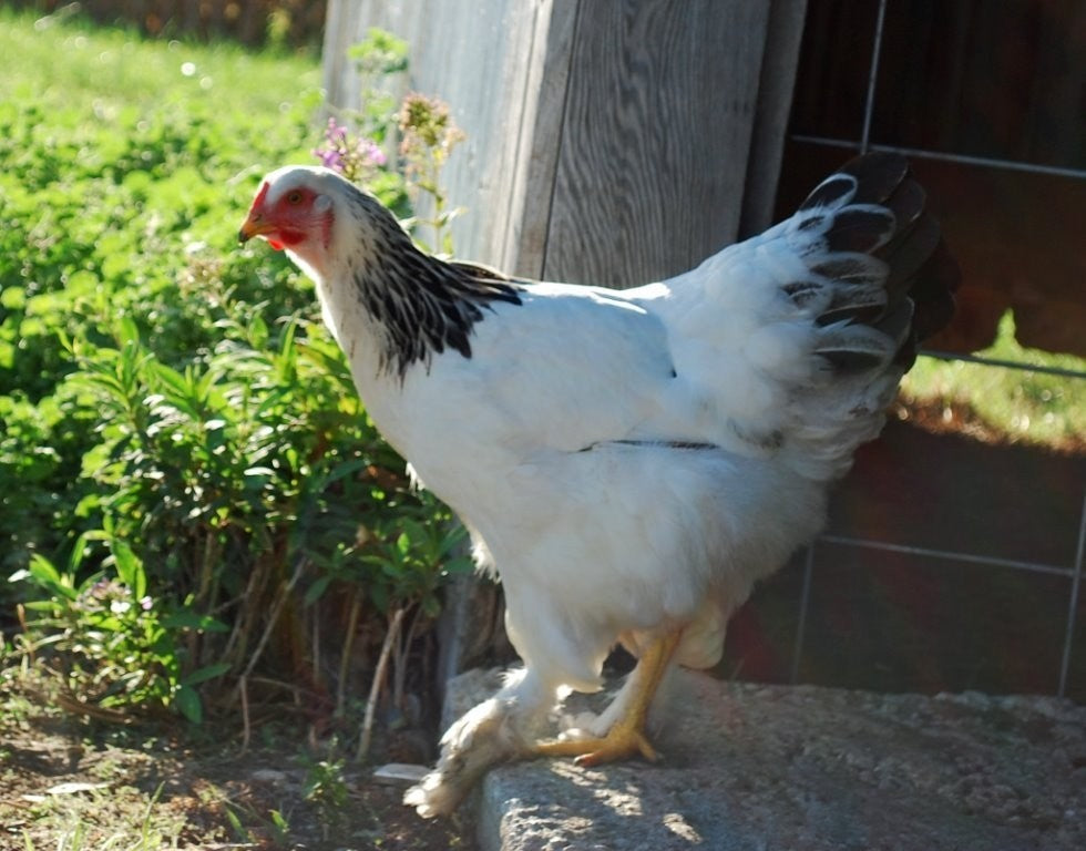 12 Light Brahama Hatching eggs