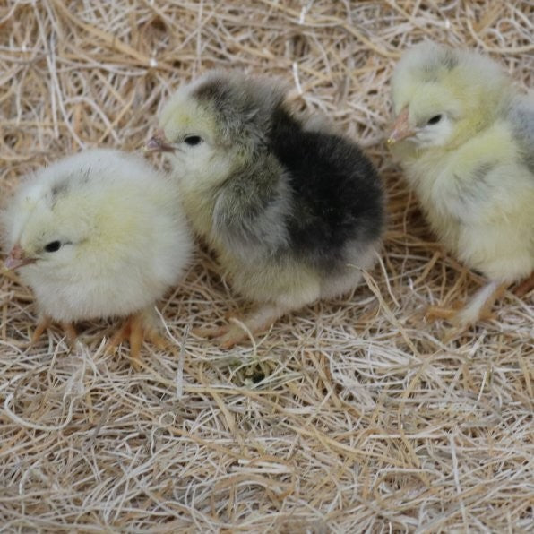12 Light Brahama Hatching eggs