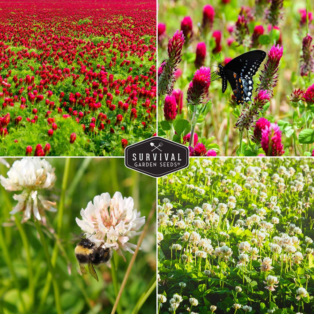 Clover Seed Collection – Dutch White Clover & Crimson Clover for Soil