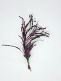 Dragon's Tongue | Hemigraphis repanda