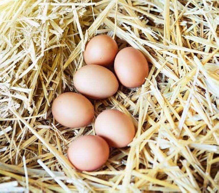 6+ Ayam Cemani Hatching Eggs All Black Chicken