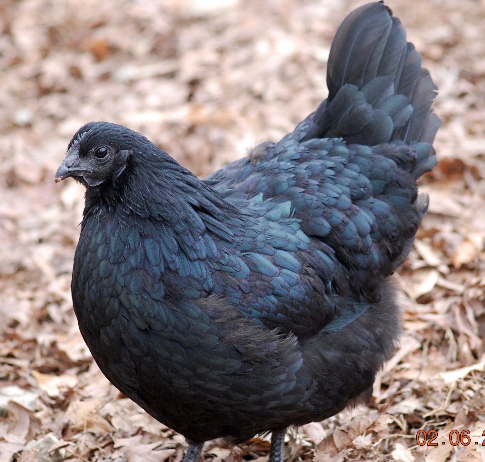 6+ Ayam Cemani Hatching Eggs All Black Chicken