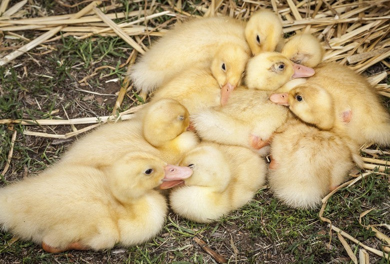 6 Jumbo Pekin Hatching Duck Eggs