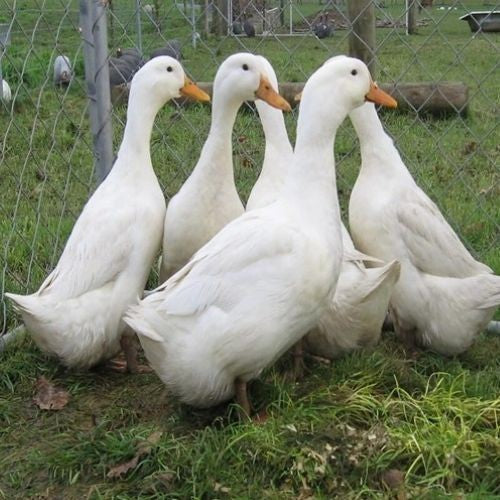 6 Jumbo Pekin Hatching Duck Eggs