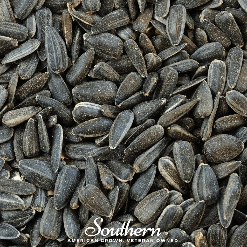 Black Oil Sunflower Sprout – 500 Seeds
