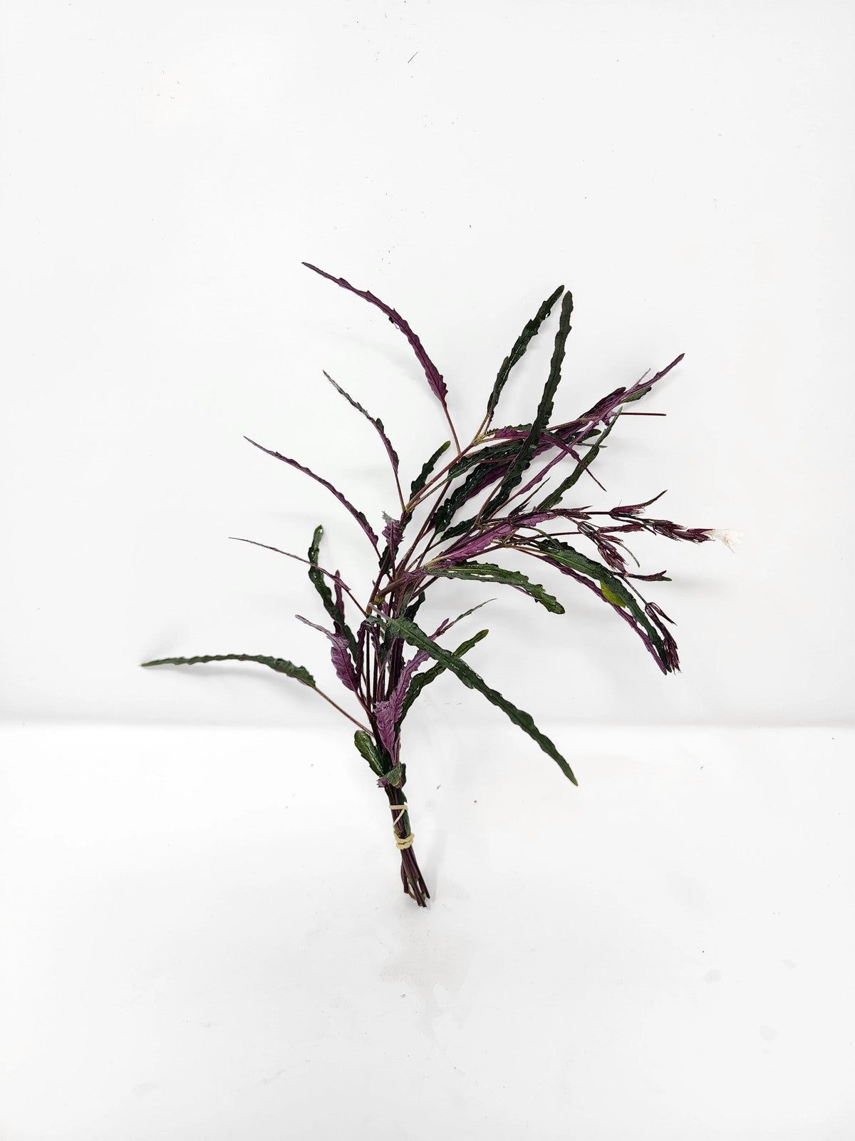 Dragon's Tongue | Hemigraphis repanda
