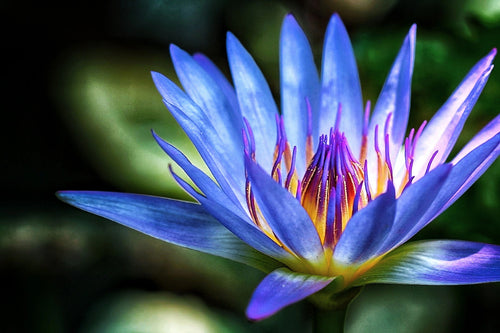 10 BLUE WATER LILY / Lily Pad / Asian Water Lotus / Sacred Egyptian Lotus