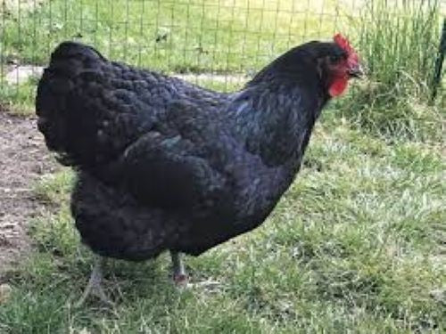 12 Black Jersey Giant Chick hatching eggs