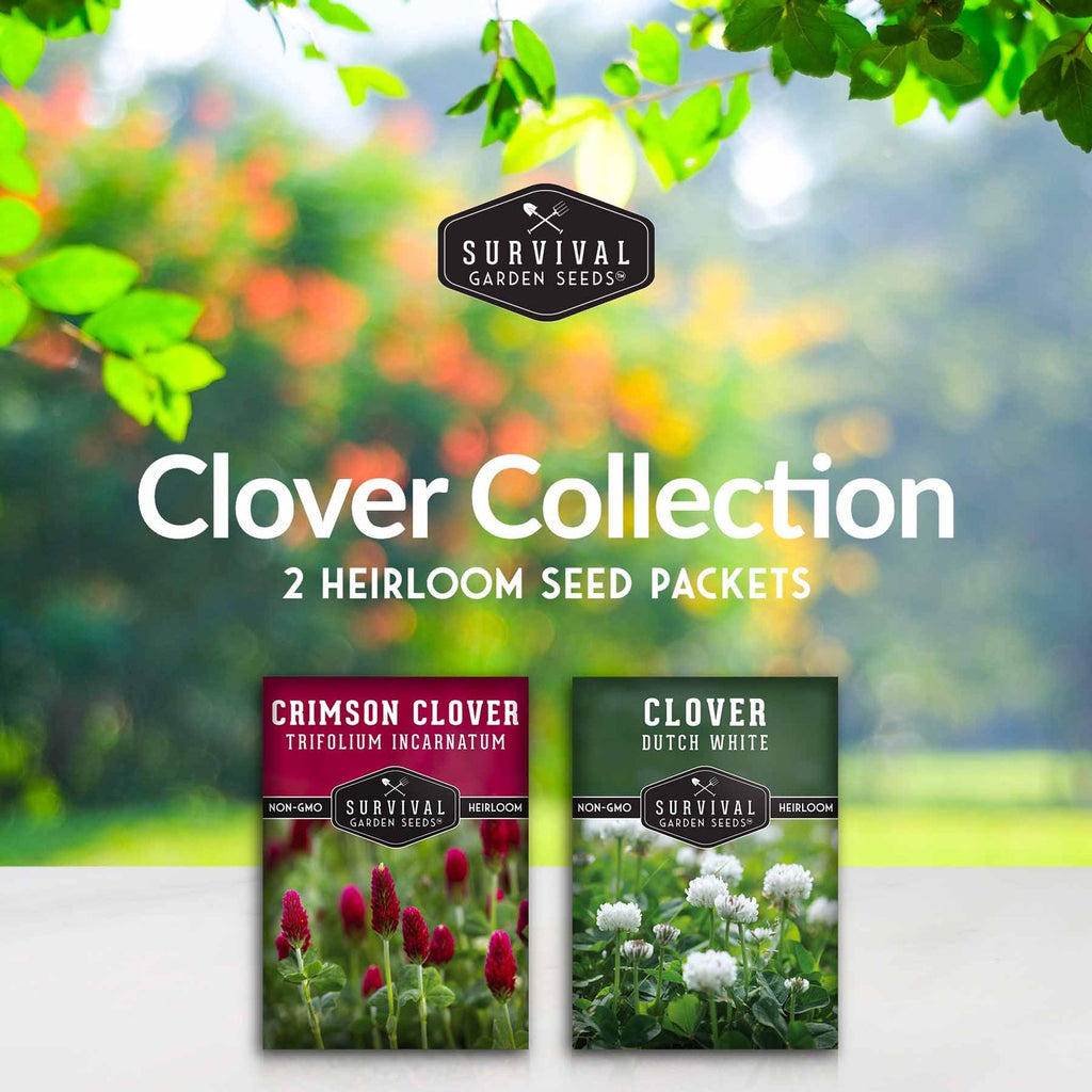 Clover Seed Collection – Dutch White Clover & Crimson Clover for Soil