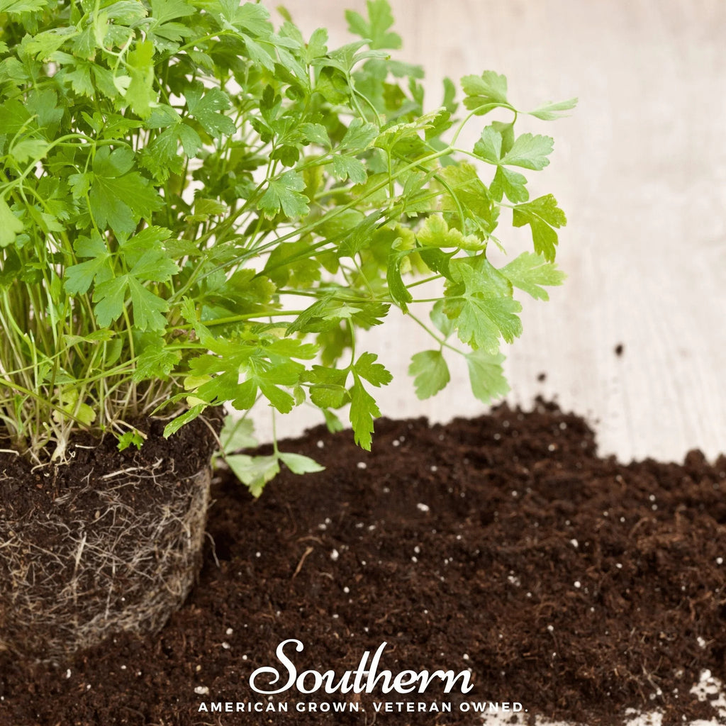 Italian Parsley – 200 Seeds