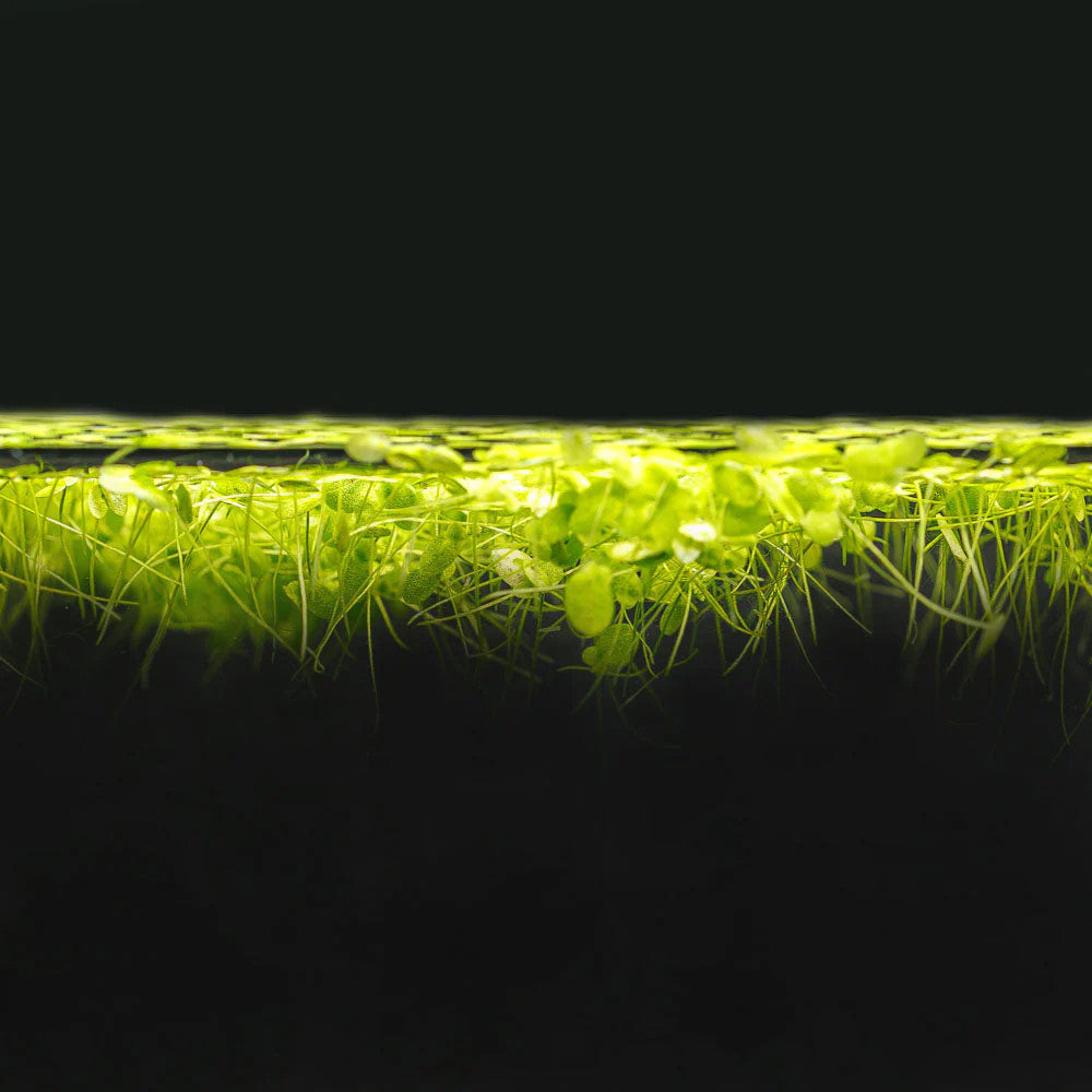 Duckweed