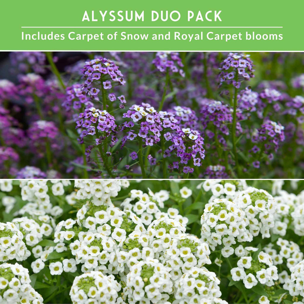 Alyssum Seed Collection – Royal Carpet & Carpet of Snow for Fragrant,