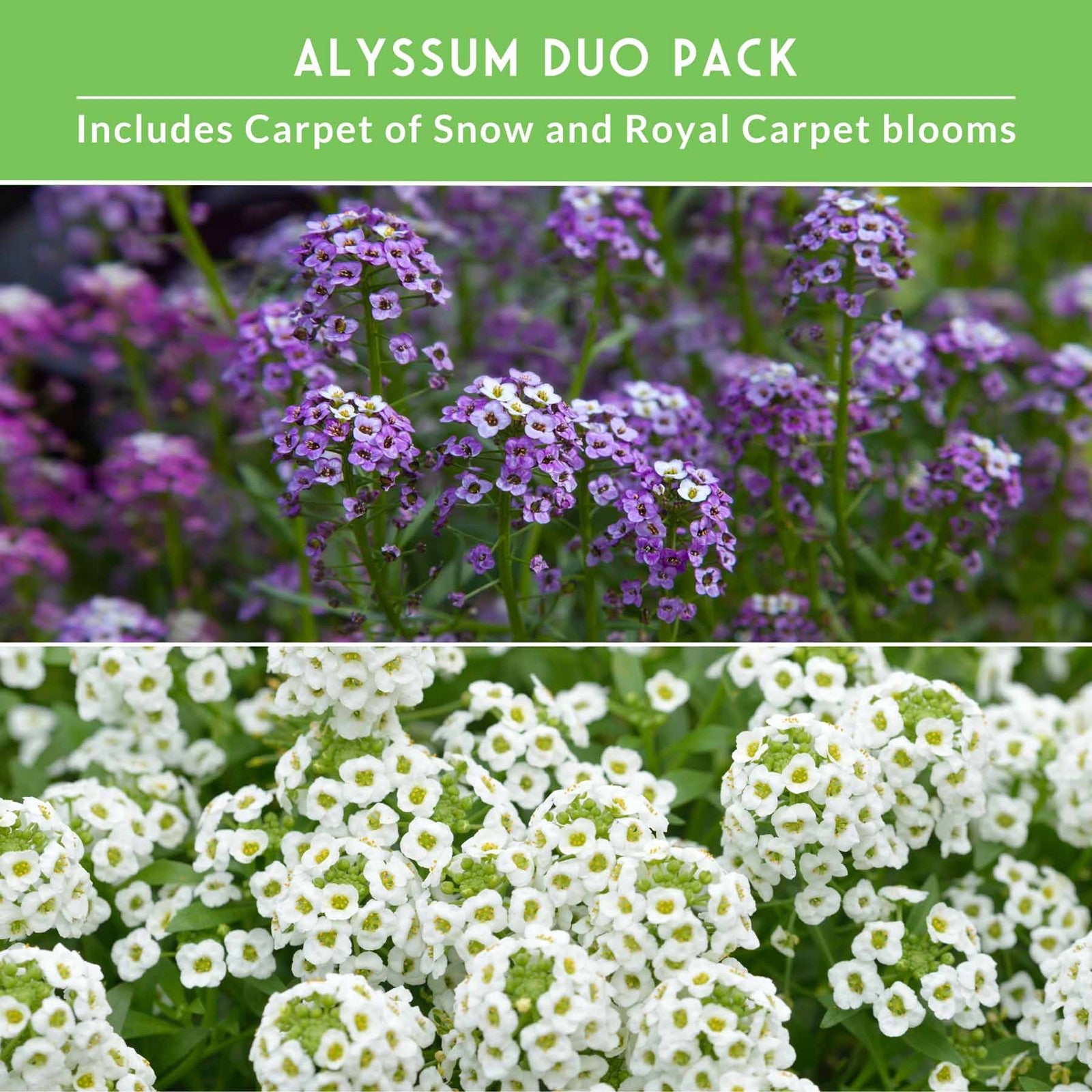 Alyssum Seed Collection – Royal Carpet & Carpet of Snow for Fragrant,