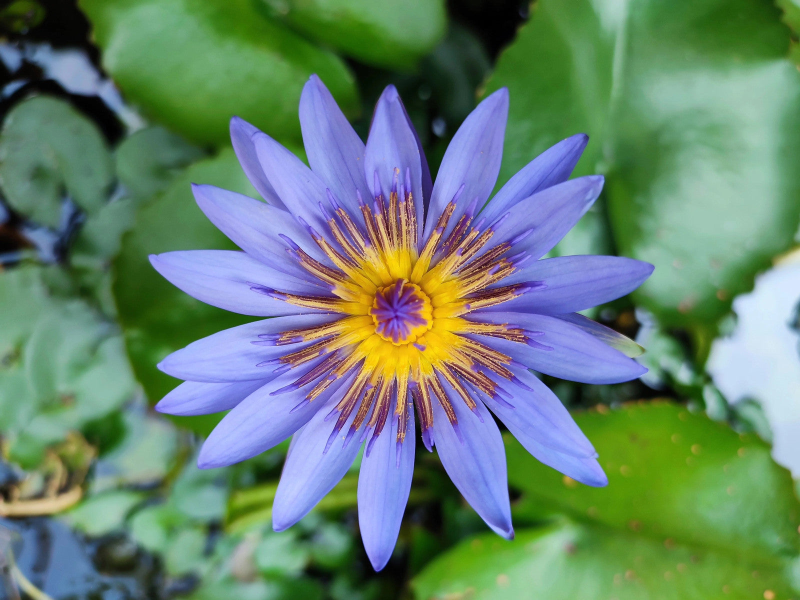 10 BLUE WATER LILY / Lily Pad / Asian Water Lotus / Sacred Egyptian Lotus