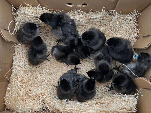 6+ Ayam Cemani Hatching Eggs All Black Chicken