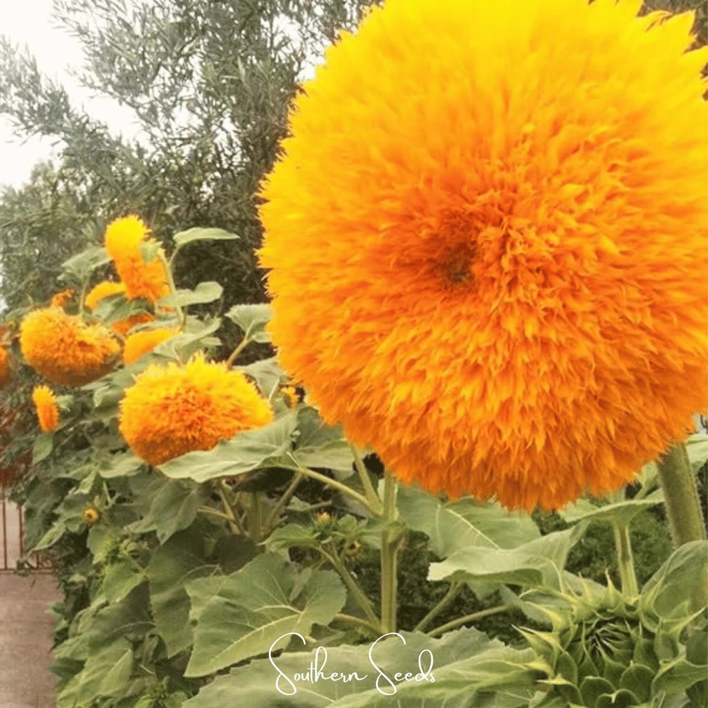 Giant Sungold Sunflower – 25 Seeds