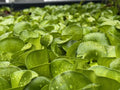 Bundle of 20 Live Water Hyacinth Floating Pond Plants - Eichhornia crassipes -