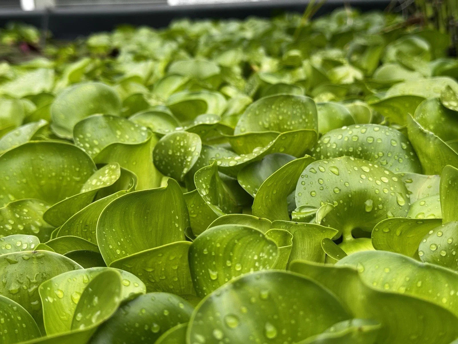 Bundle of 20 Live Water Hyacinth Floating Pond Plants - Eichhornia crassipes -