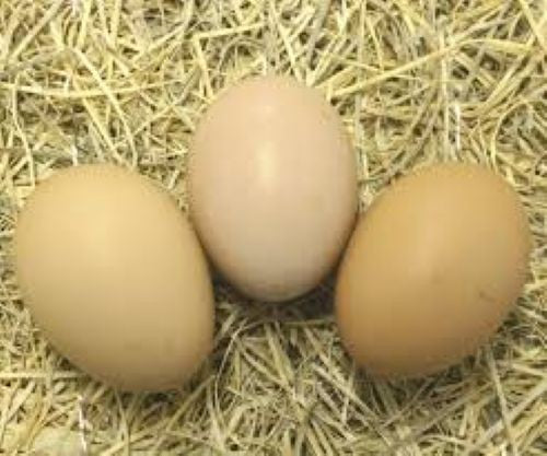 12 Black Jersey Giant Chick hatching eggs