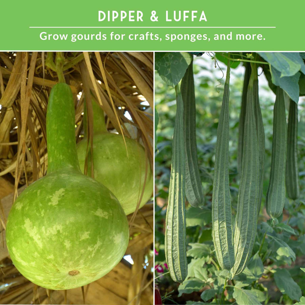 Gourd Seed Collection – Dipper Gourds & Luffa (Loofah) Gourds for Crafting,
