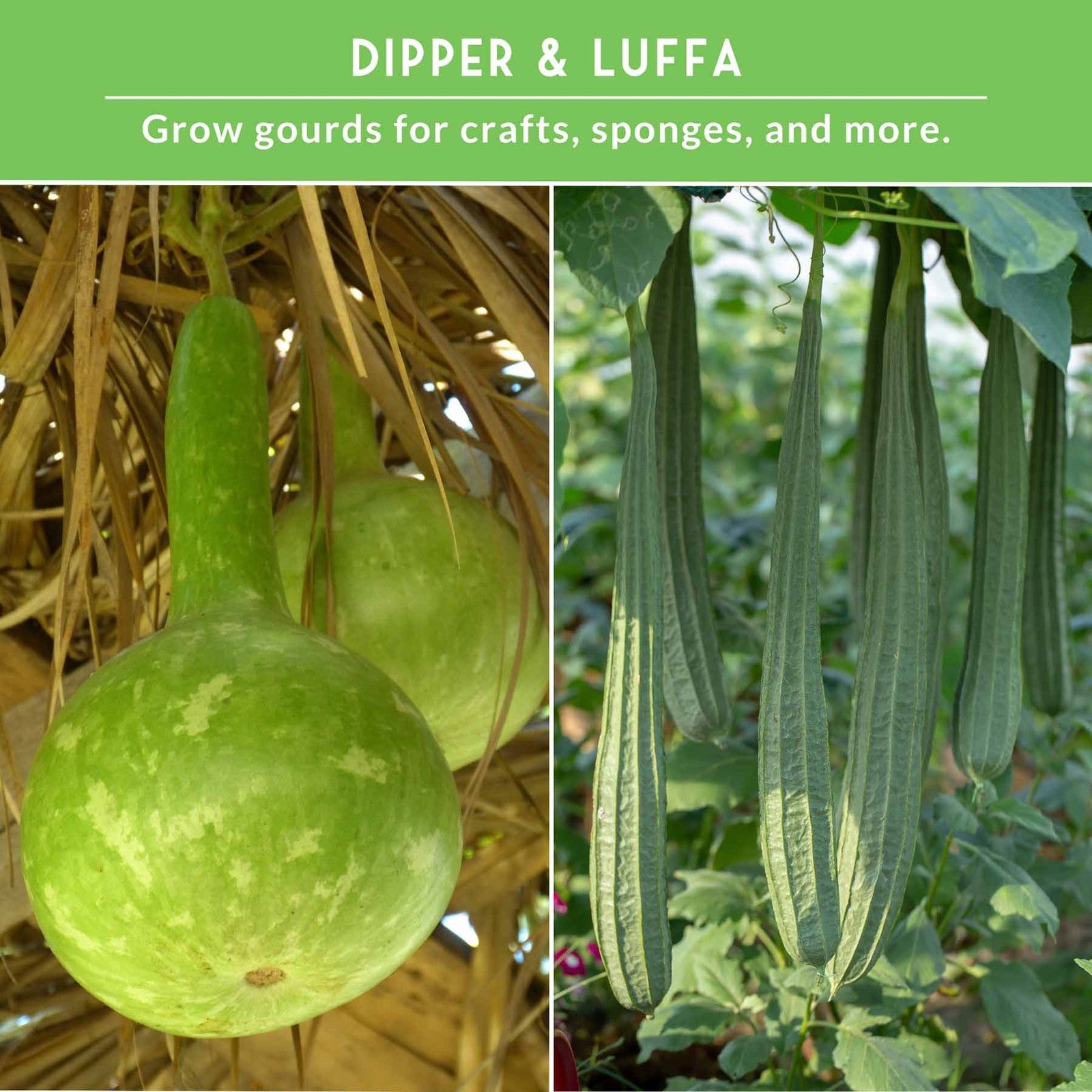 Gourd Seed Collection – Dipper Gourds & Luffa (Loofah) Gourds for Crafting,