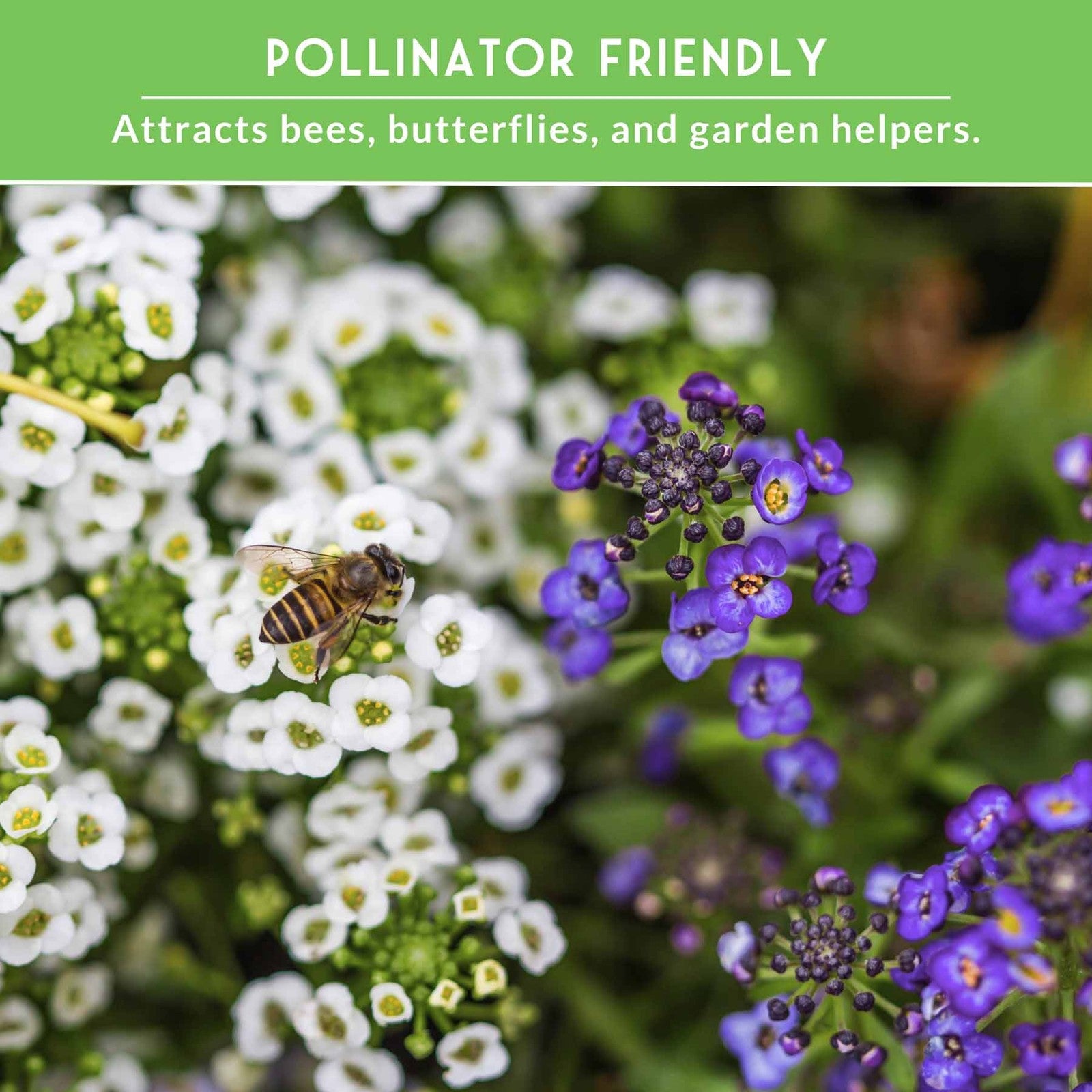 Alyssum Seed Collection – Royal Carpet & Carpet of Snow for Fragrant,