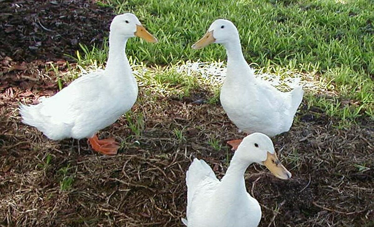 6 Jumbo Pekin Hatching Duck Eggs