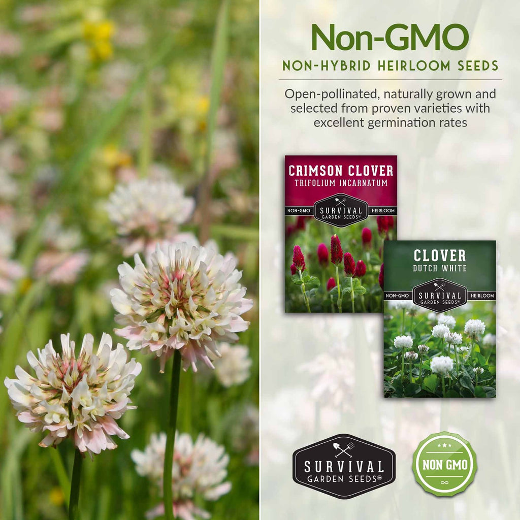 Clover Seed Collection – Dutch White Clover & Crimson Clover for Soil