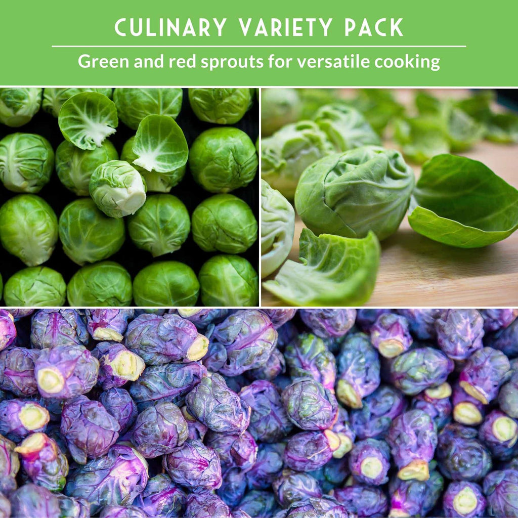 Brussels Sprouts Seed Collection – Red, Catskill & Long Island Improved