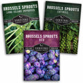 Brussels Sprouts Seed Collection – Red, Catskill & Long Island Improved