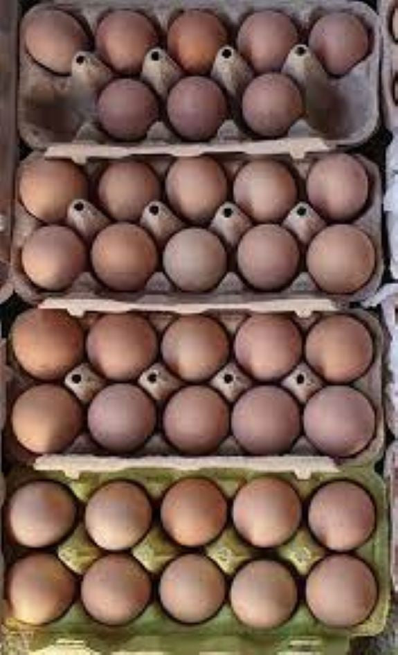 12 Light Brahama Hatching eggs