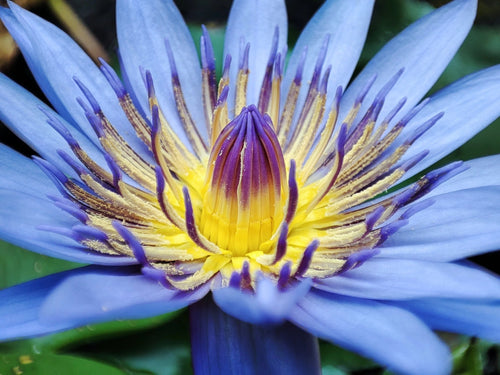 10 BLUE WATER LILY / Lily Pad / Asian Water Lotus / Sacred Egyptian Lotus