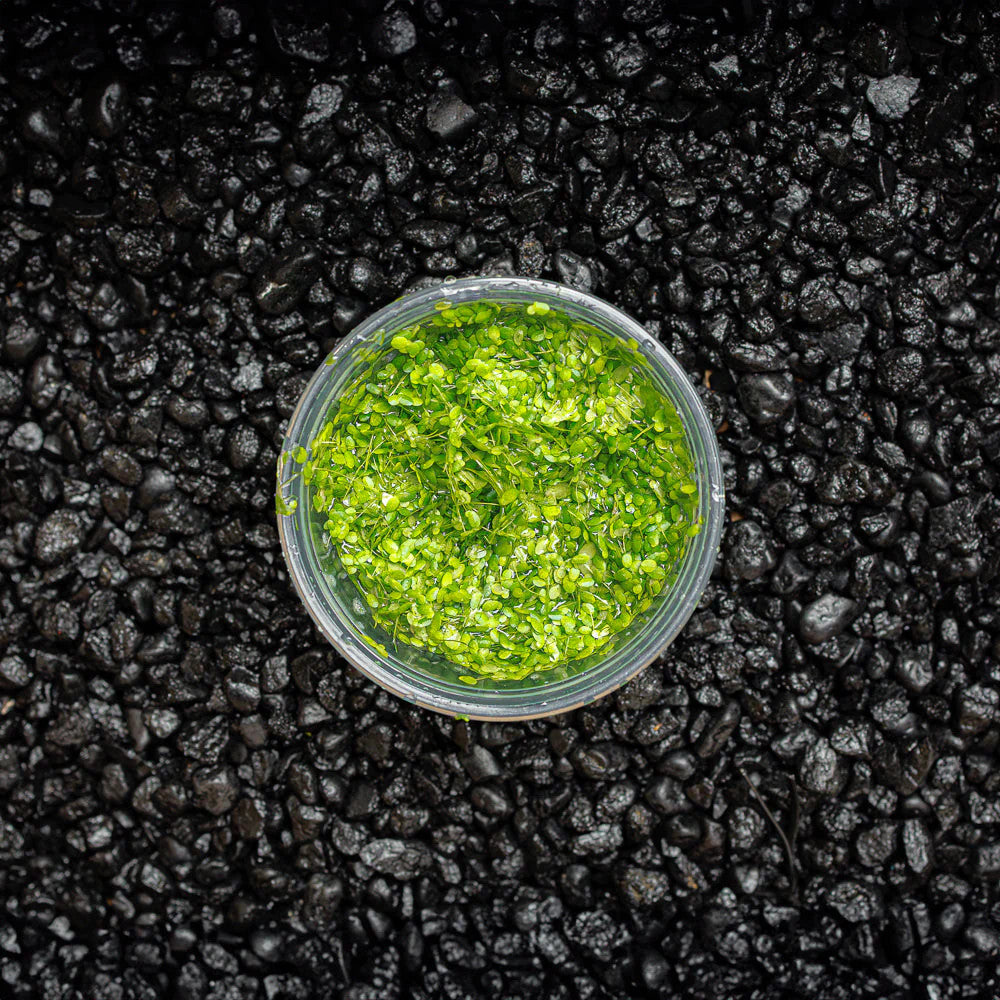 Duckweed
