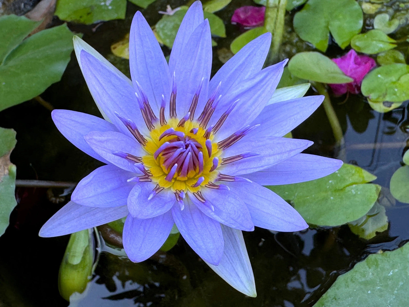 10 BLUE WATER LILY / Lily Pad / Asian Water Lotus / Sacred Egyptian Lotus