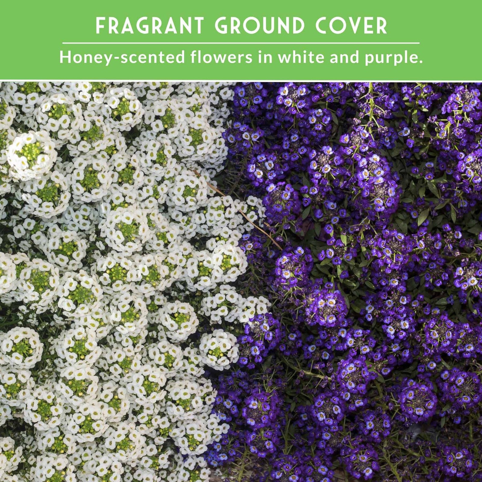Alyssum Seed Collection – Royal Carpet & Carpet of Snow for Fragrant,