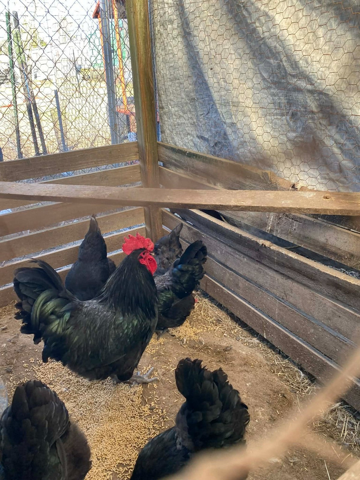 12 Black Jersey Giant Chick hatching eggs