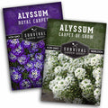 Alyssum Seed Collection – Royal Carpet & Carpet of Snow for Fragrant,