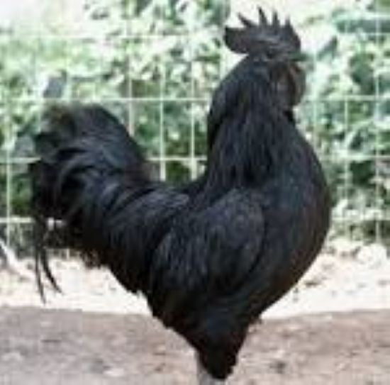 6+ Ayam Cemani Hatching Eggs All Black Chicken
