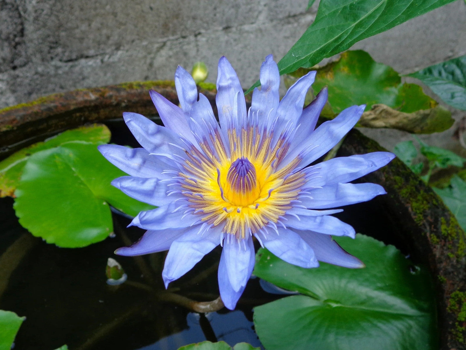10 BLUE WATER LILY / Lily Pad / Asian Water Lotus / Sacred Egyptian Lotus