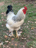 12 Light Brahama Hatching eggs