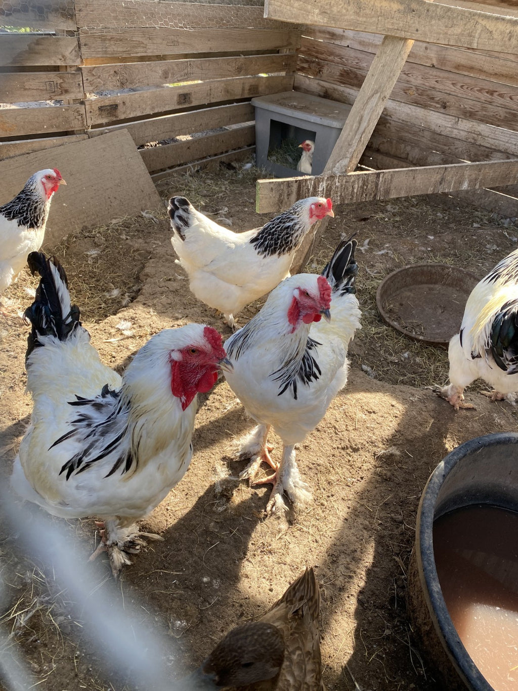 12 Light Brahama Hatching eggs